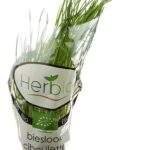 HERBIO Ciboulette Bio
