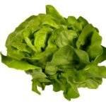 Laitue Bio Salade