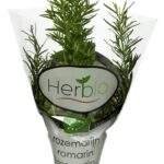 HERBIO romarin Bio