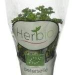 HERBIO persil en pot bio (1pc)
