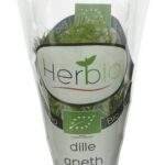 HERBIO aneth en pot Bio