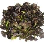 Bio laitue rouge feuille de chêne (1pc)