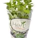 HERBIO Menthe verte bio