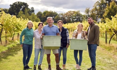 Portrait Of Team Of Graper Pickers At Harvest Working In Vineyard Producing Wine