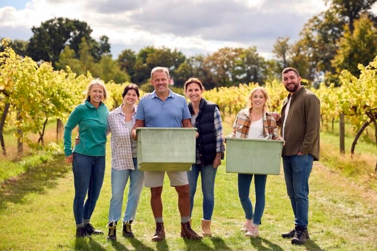 Portrait Of Team Of Graper Pickers At Harvest Working In Vineyard Producing Wine
