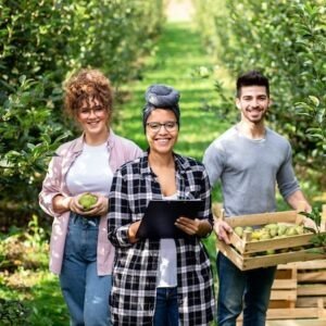 Portrait of three young farmers in pears orchard.