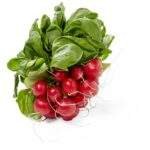 Radis Botte bio (1pc)