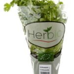 HERBIO Coriandre Bio (1pc)