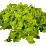 laitue verte feuille de chêne Bio (1pc)