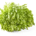 Scarole (Endive) Bio