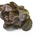 Little gem Rougette Bio