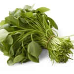Pourpier botte Bio