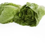 Salade Romaine Bio