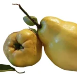 Coing bio (1kg)